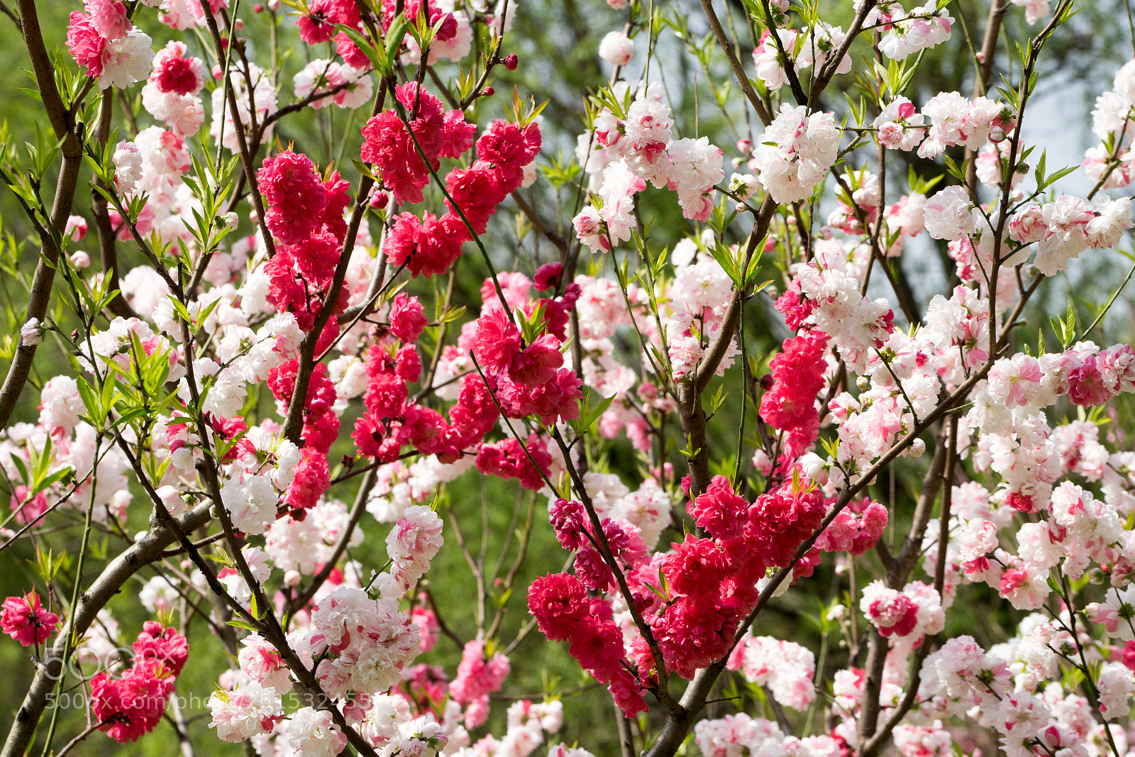 Sony a7 sample photo. Peach blossom #6 photography