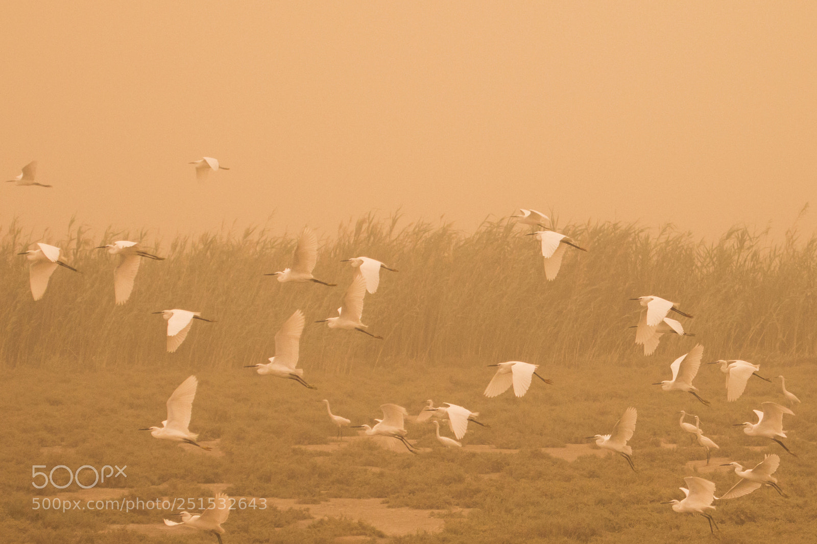 Canon EOS 70D sample photo. Flying in the sand photography