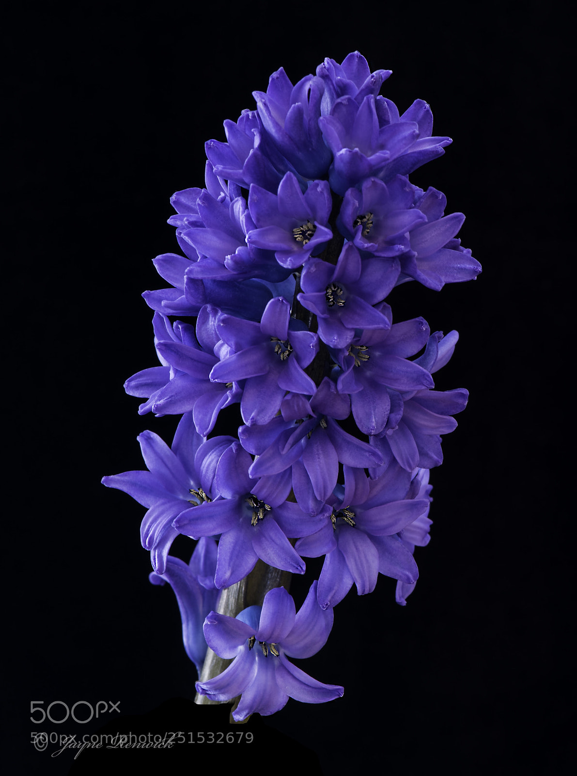 Nikon D810 sample photo. Blue hyacinth (hyacinthus orientalis) photography