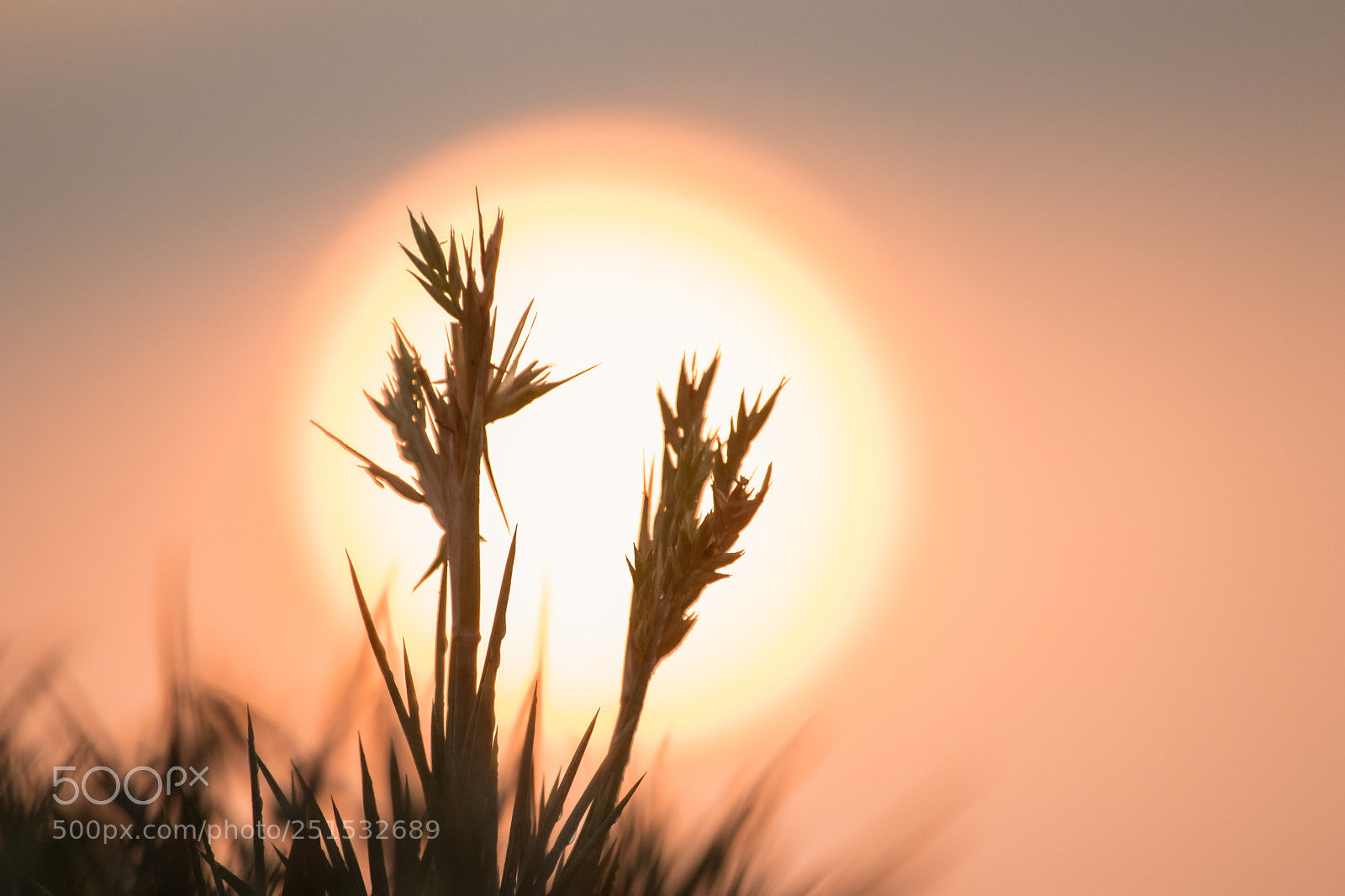 Canon EOS 80D sample photo. Img photography