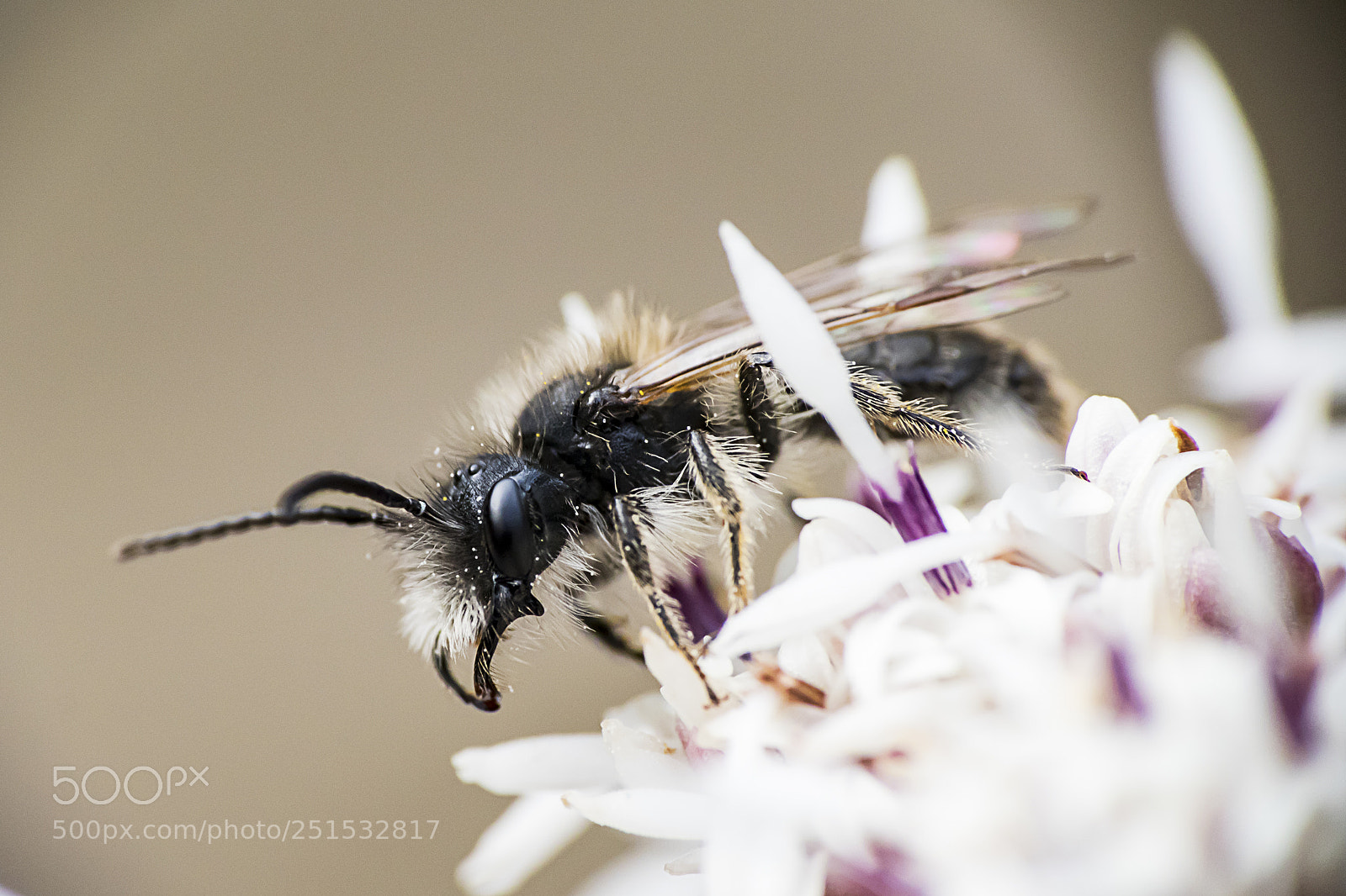 Canon EOS 80D sample photo. Fly photography