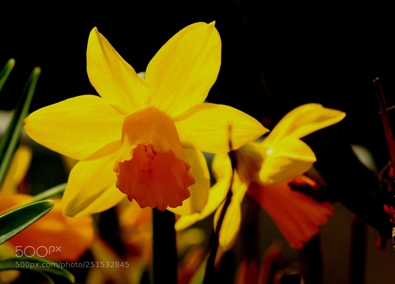 Canon EOS 60D sample photo. Spring photography