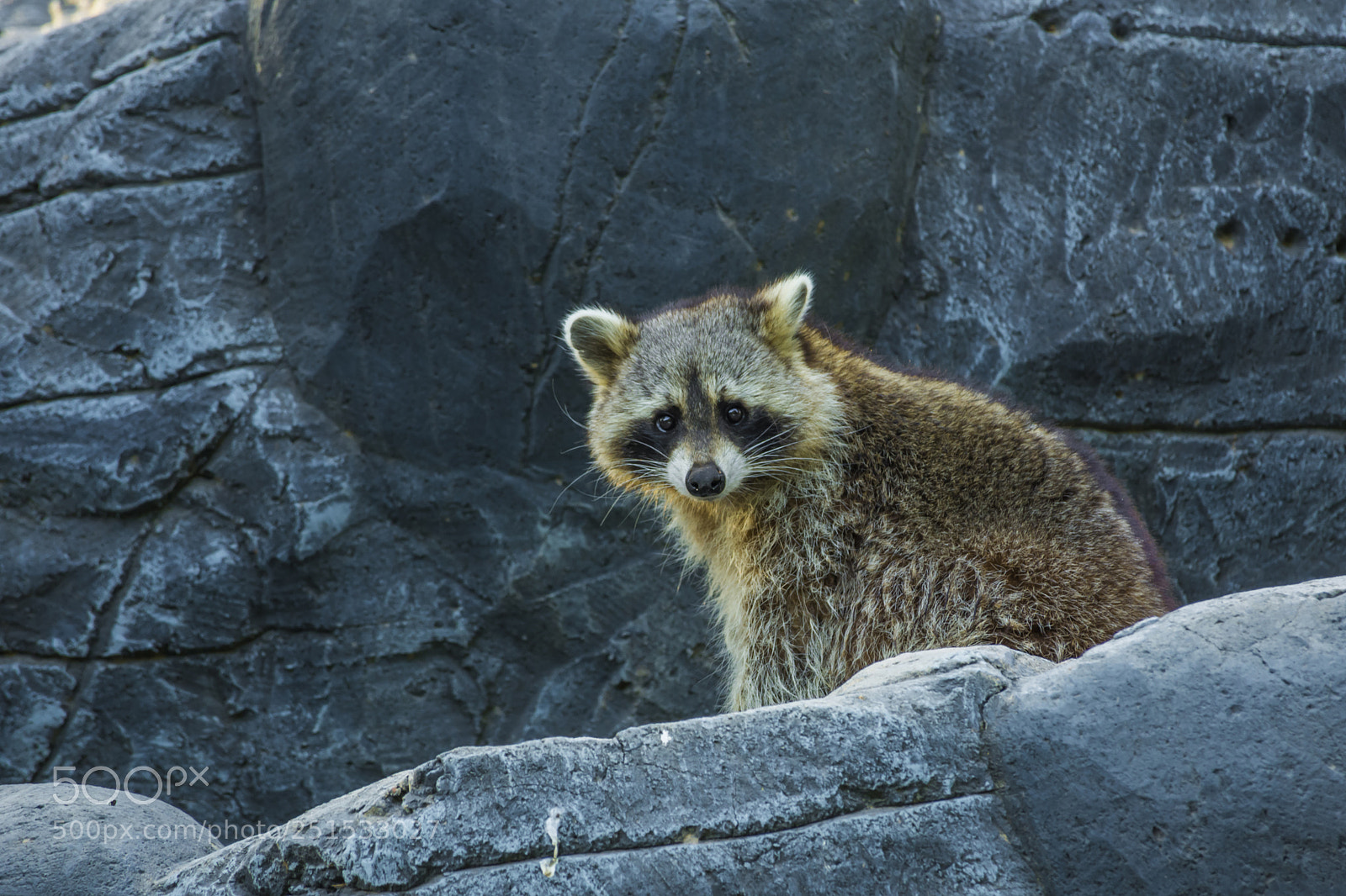 Nikon D7100 sample photo. Raccoon photography