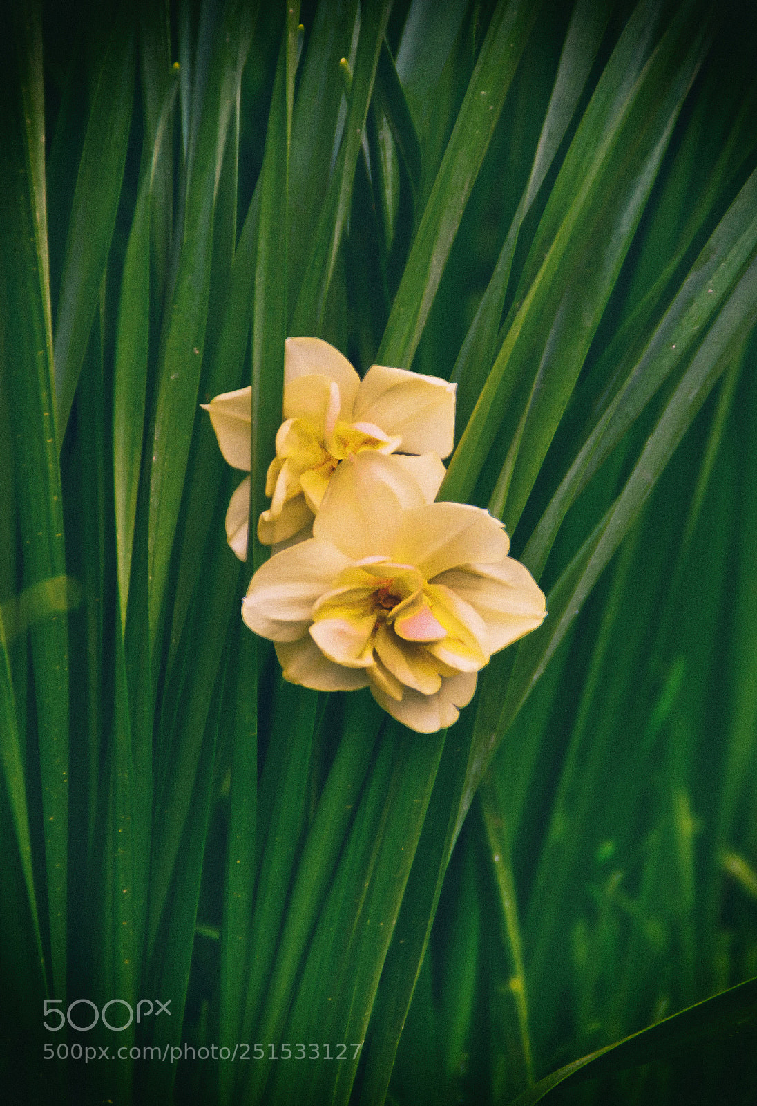 Nikon D3100 sample photo. Macro photography