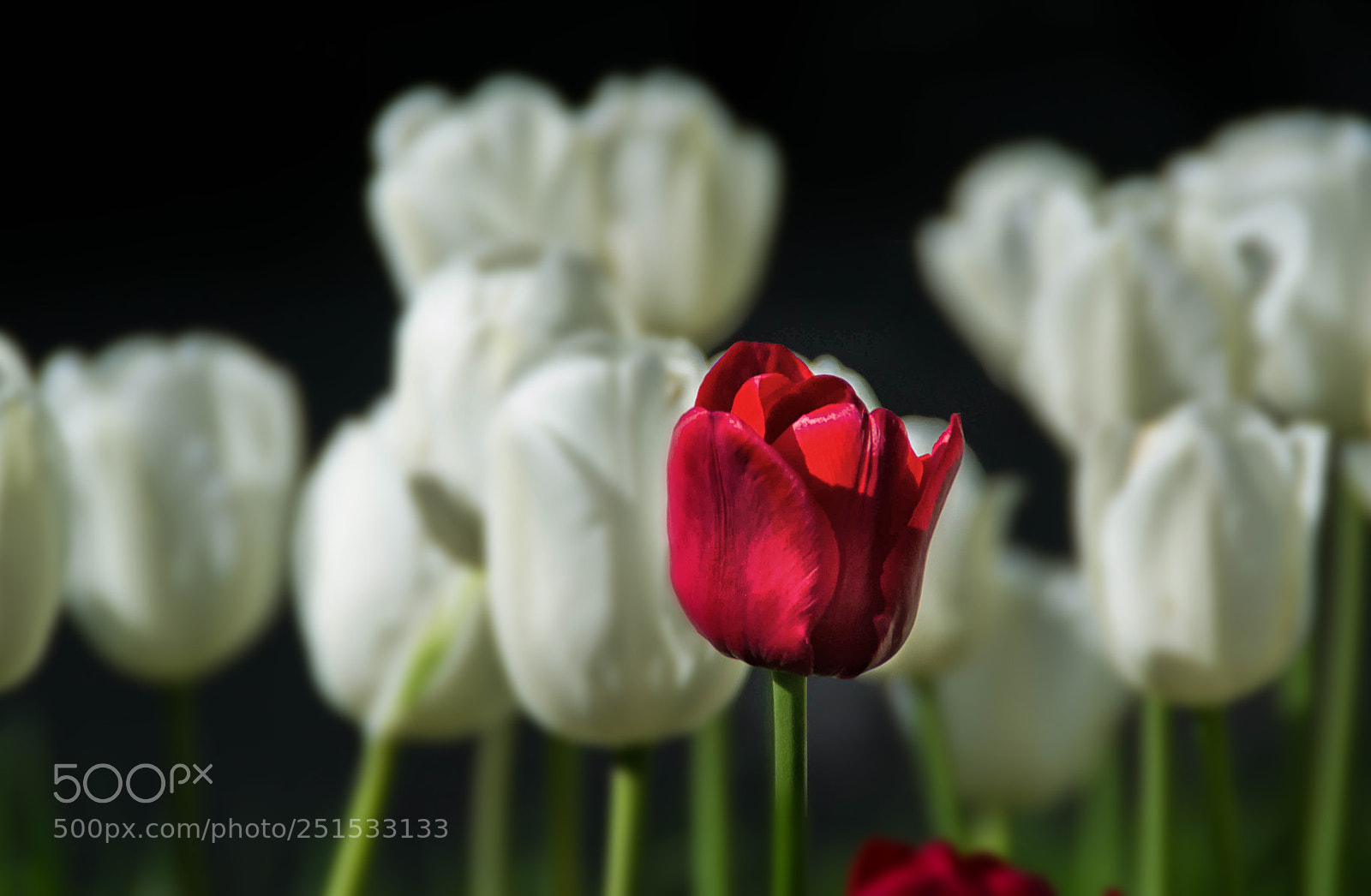 Nikon D3100 sample photo. Macro photography