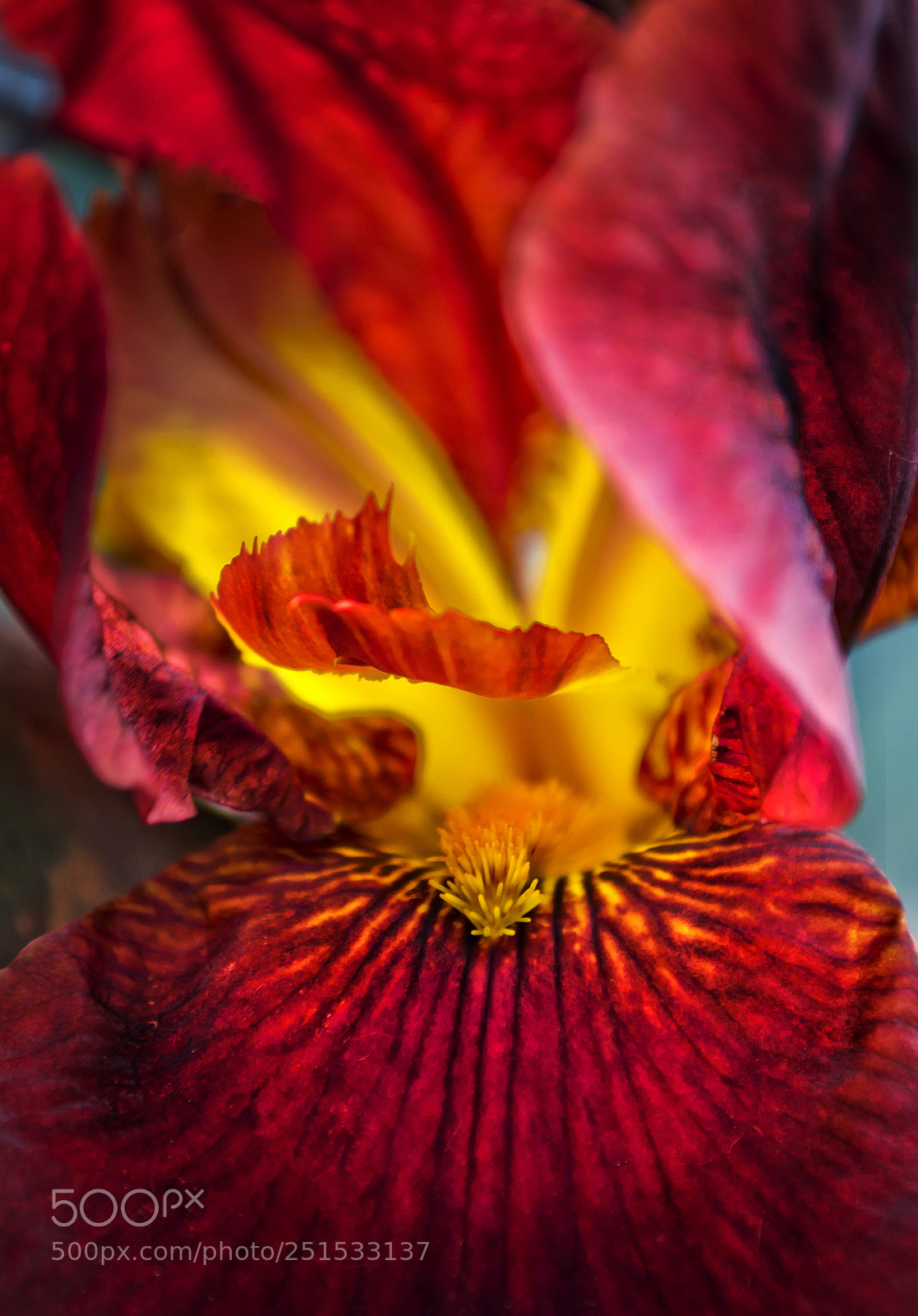 Nikon D3100 sample photo. Macro photography