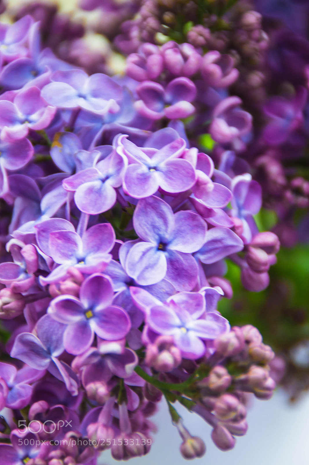 Nikon D3100 sample photo. Macro photography