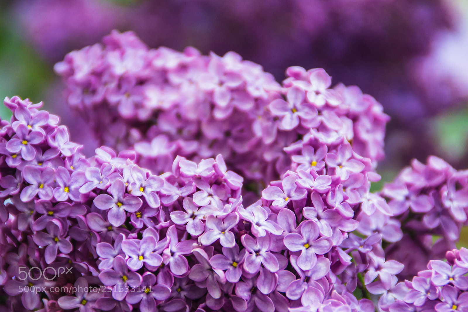 Nikon D3100 sample photo. Macro photography