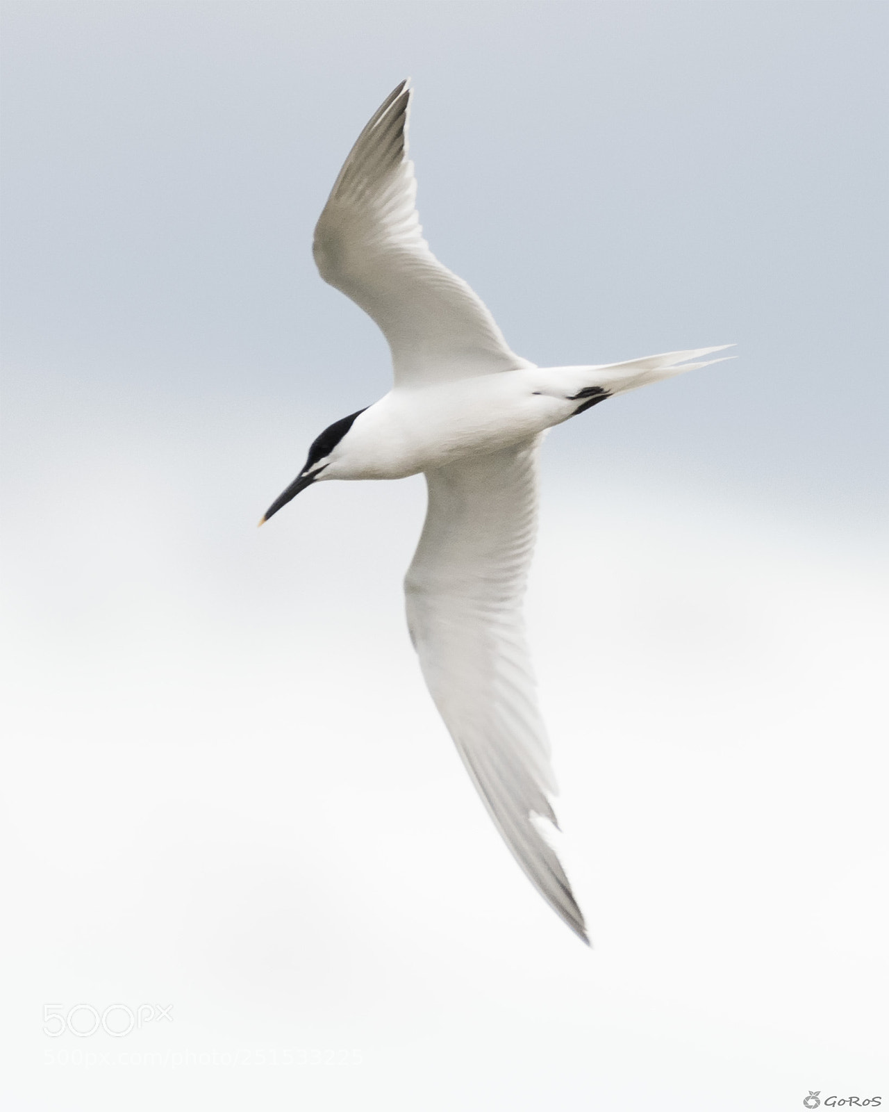 Nikon D500 sample photo. Charran patinegro (thalasseus sandvicensis) photography