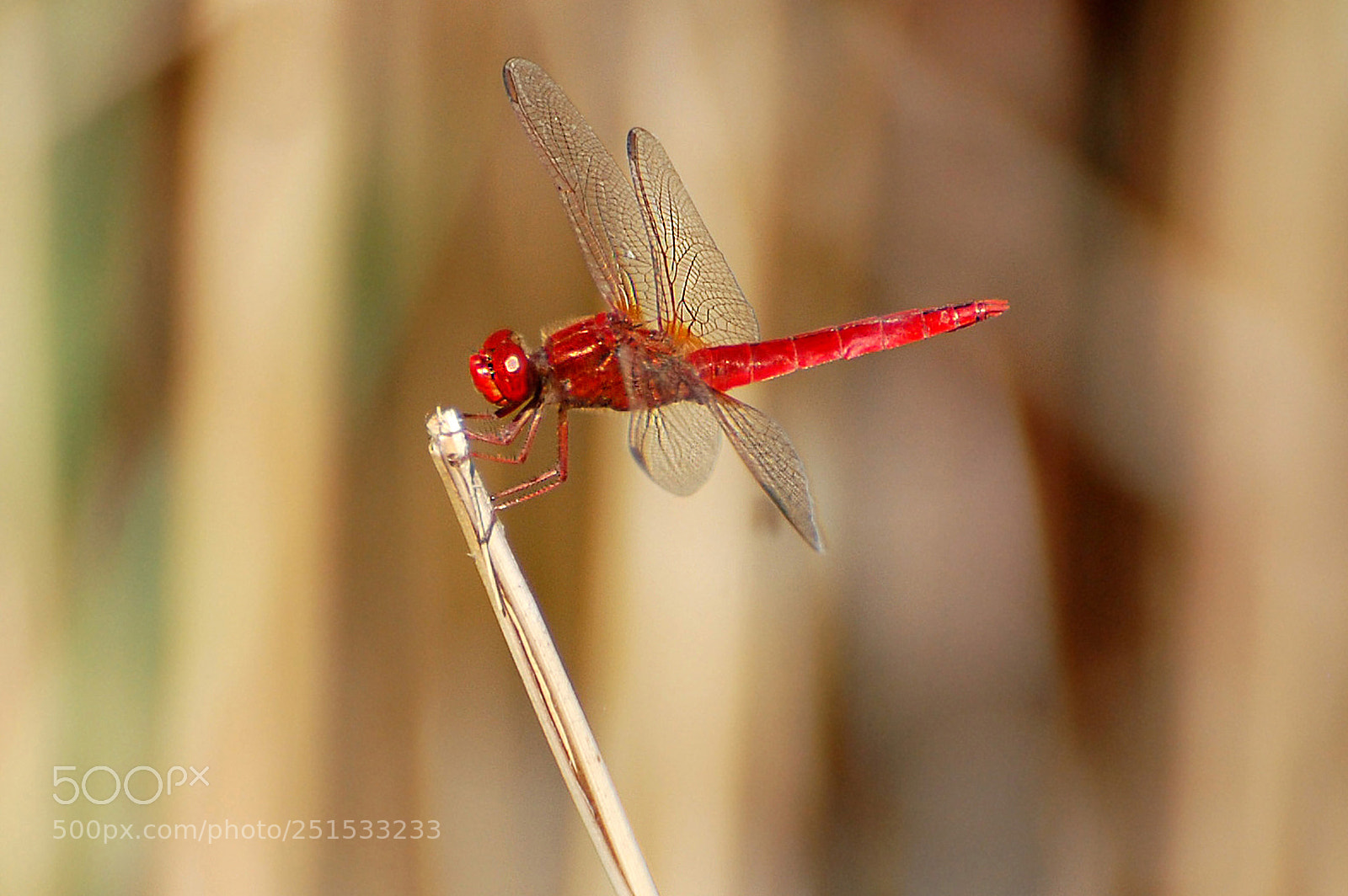 Nikon D40 sample photo. Equilibrio photography