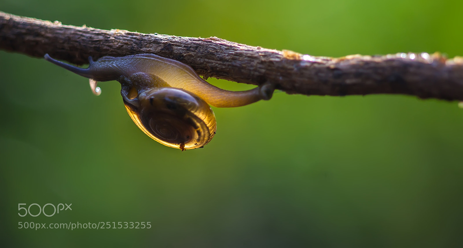 Canon EOS 1200D (EOS Rebel T5 / EOS Kiss X70 / EOS Hi) sample photo. Glowing snail photography