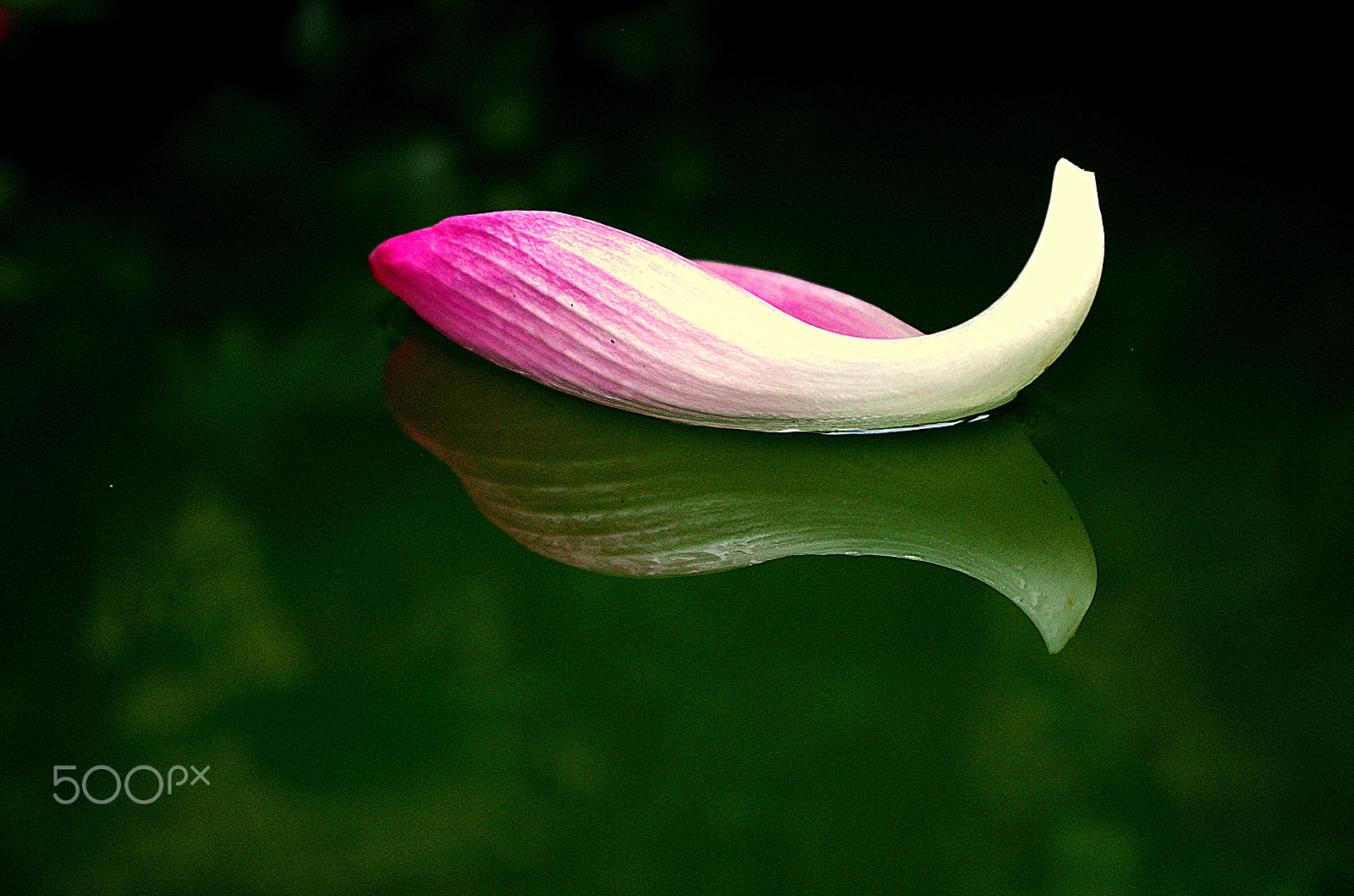 Pentax K-5 IIs sample photo. Have a bird in the petal photography