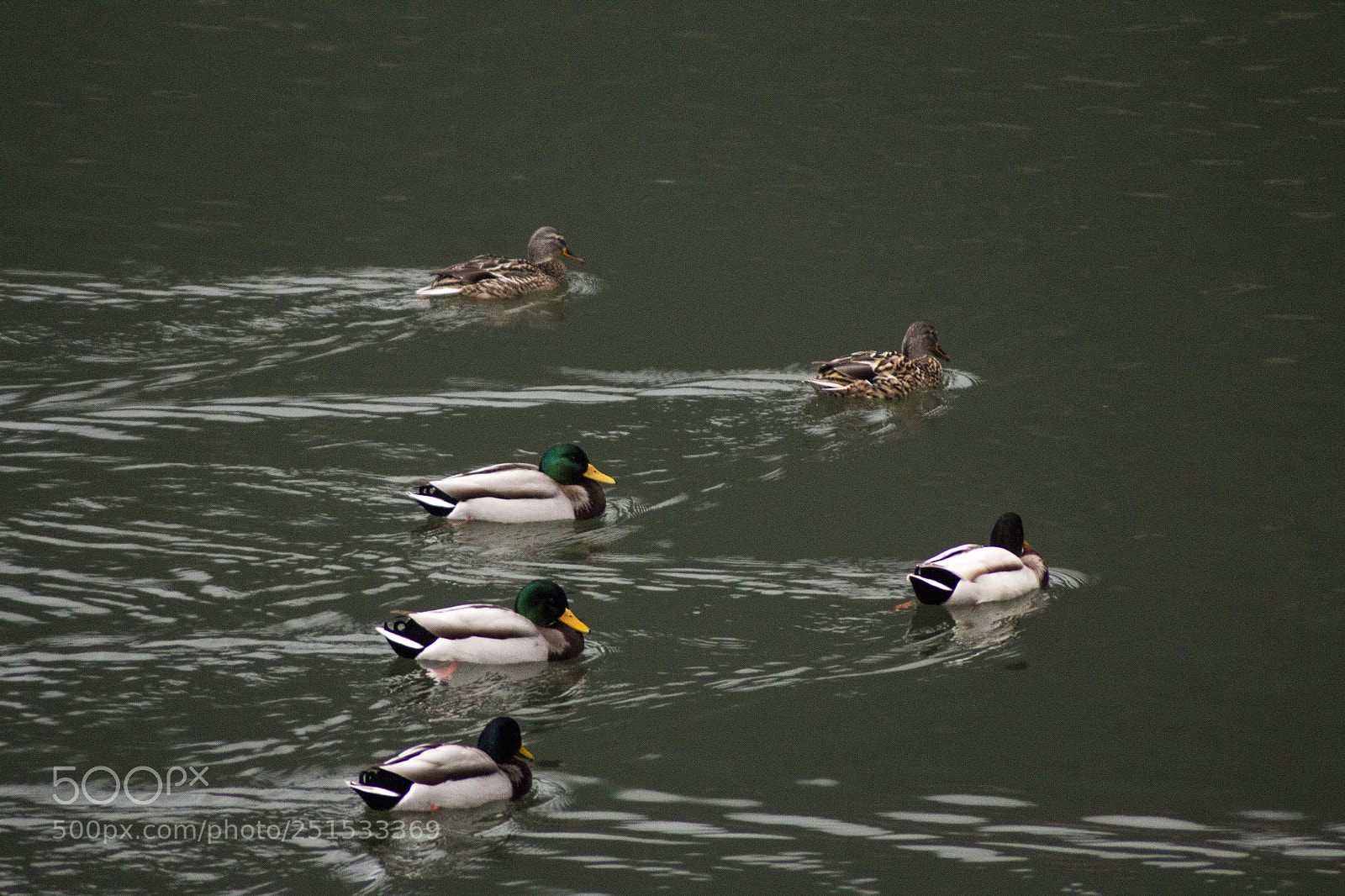 Canon EOS 650D (EOS Rebel T4i / EOS Kiss X6i) sample photo. Ducks photography