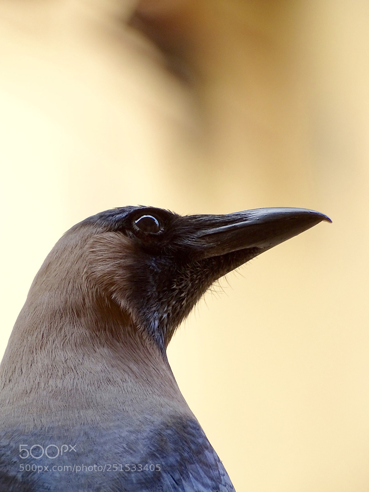 Sony Cyber-shot DSC-HX400V sample photo. Crow photography
