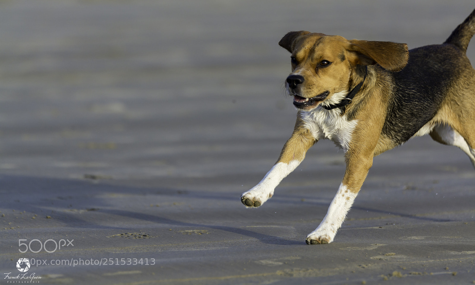 Nikon D7100 sample photo. Dog in freedom photography