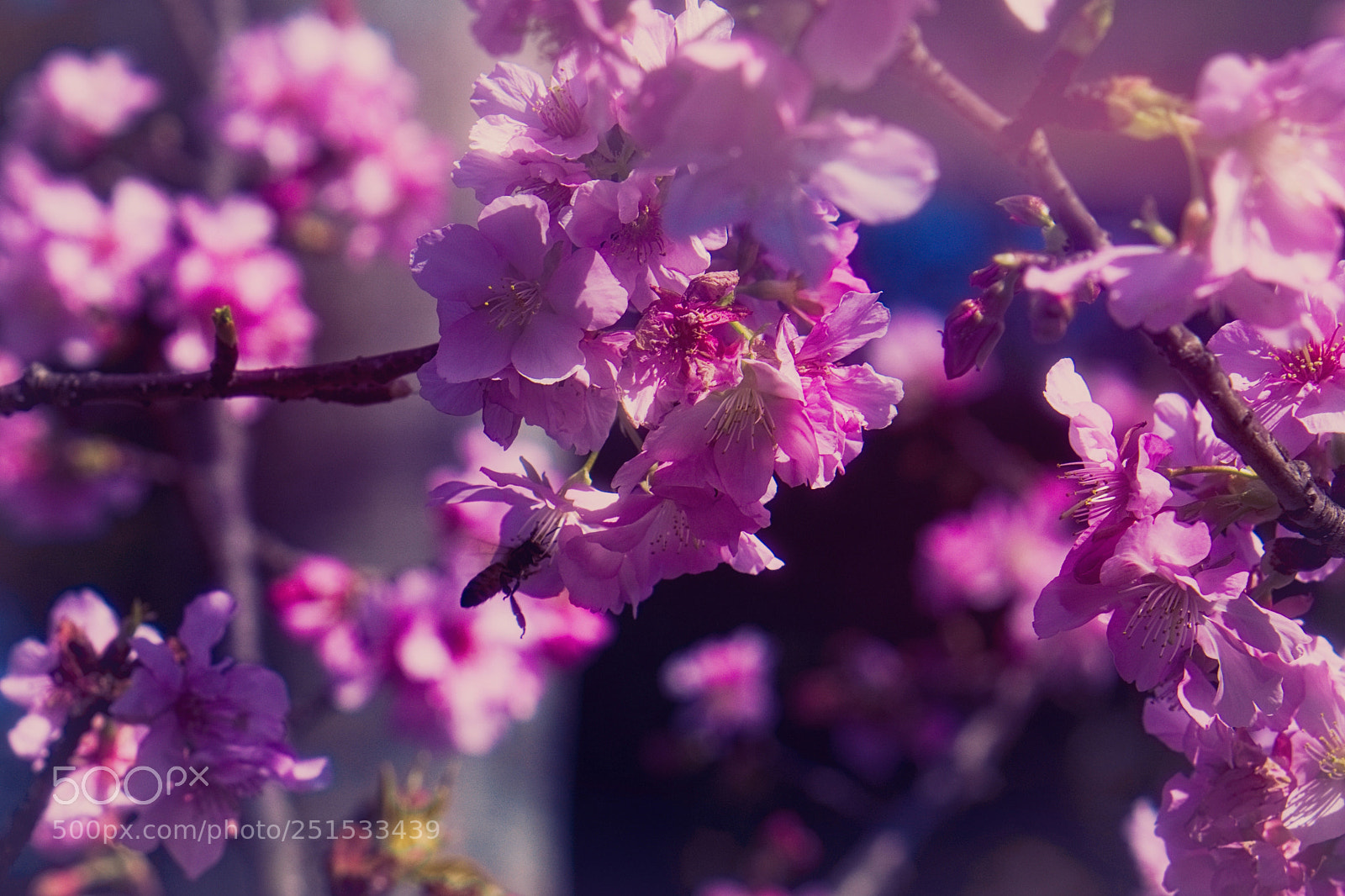 Sony a6000 sample photo. Bee photography