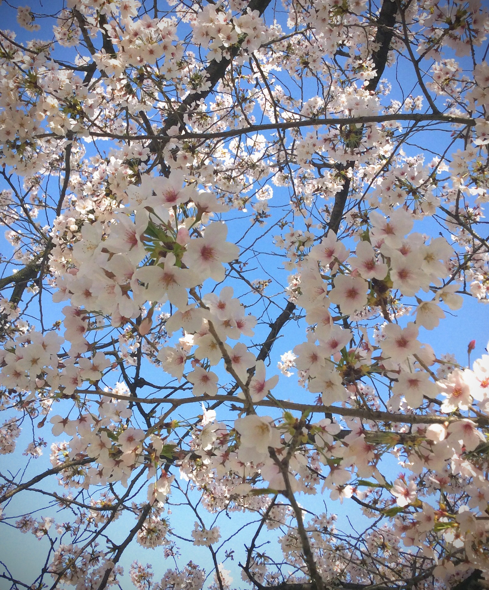 Apple iPad mini 3 sample photo. Cherry blossoms in full bloom  photography