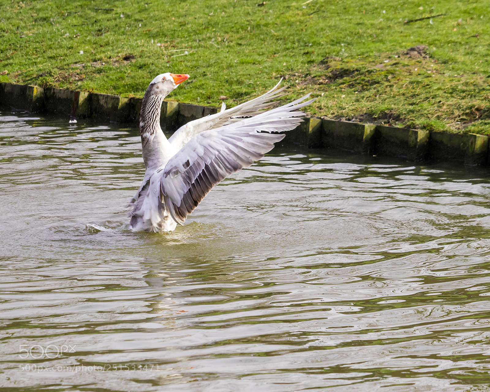 Canon EOS 80D sample photo. Bird photography