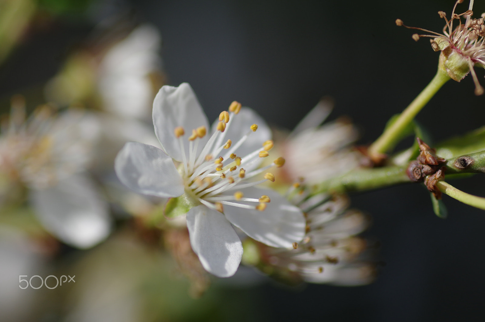 Pentax K-3 II + Pentax smc D-FA 100mm F2.8 Macro WR sample photo. Premiere of this spring photography