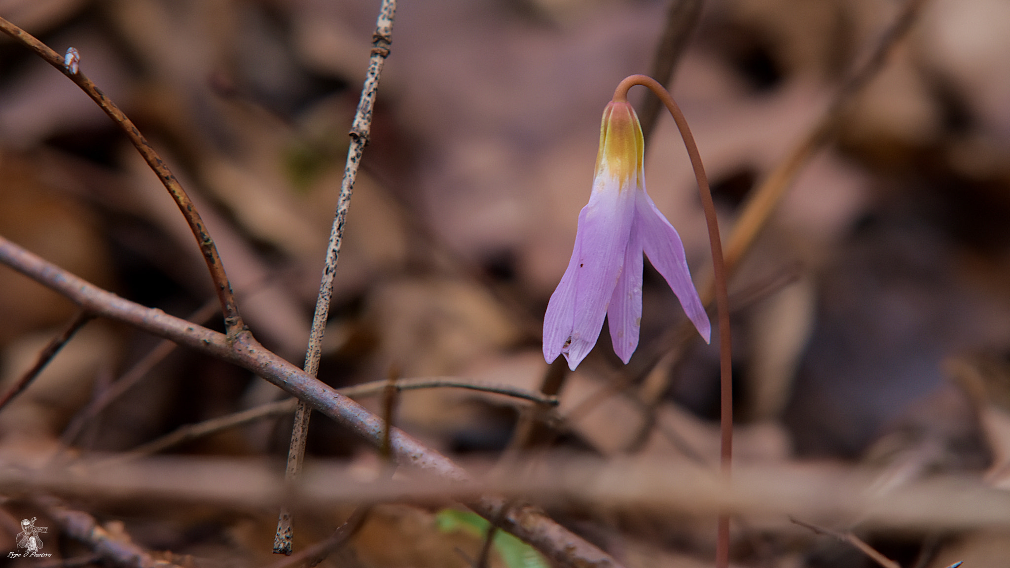 Nikon D7200 sample photo. Spring coming photography