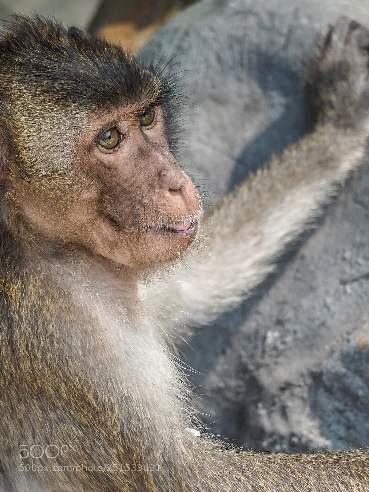 Olympus OM-D E-M5 II sample photo. Gaze... photography
