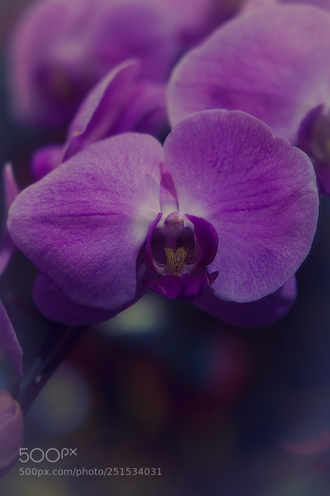 Sony a6000 sample photo. Pollen trap photography