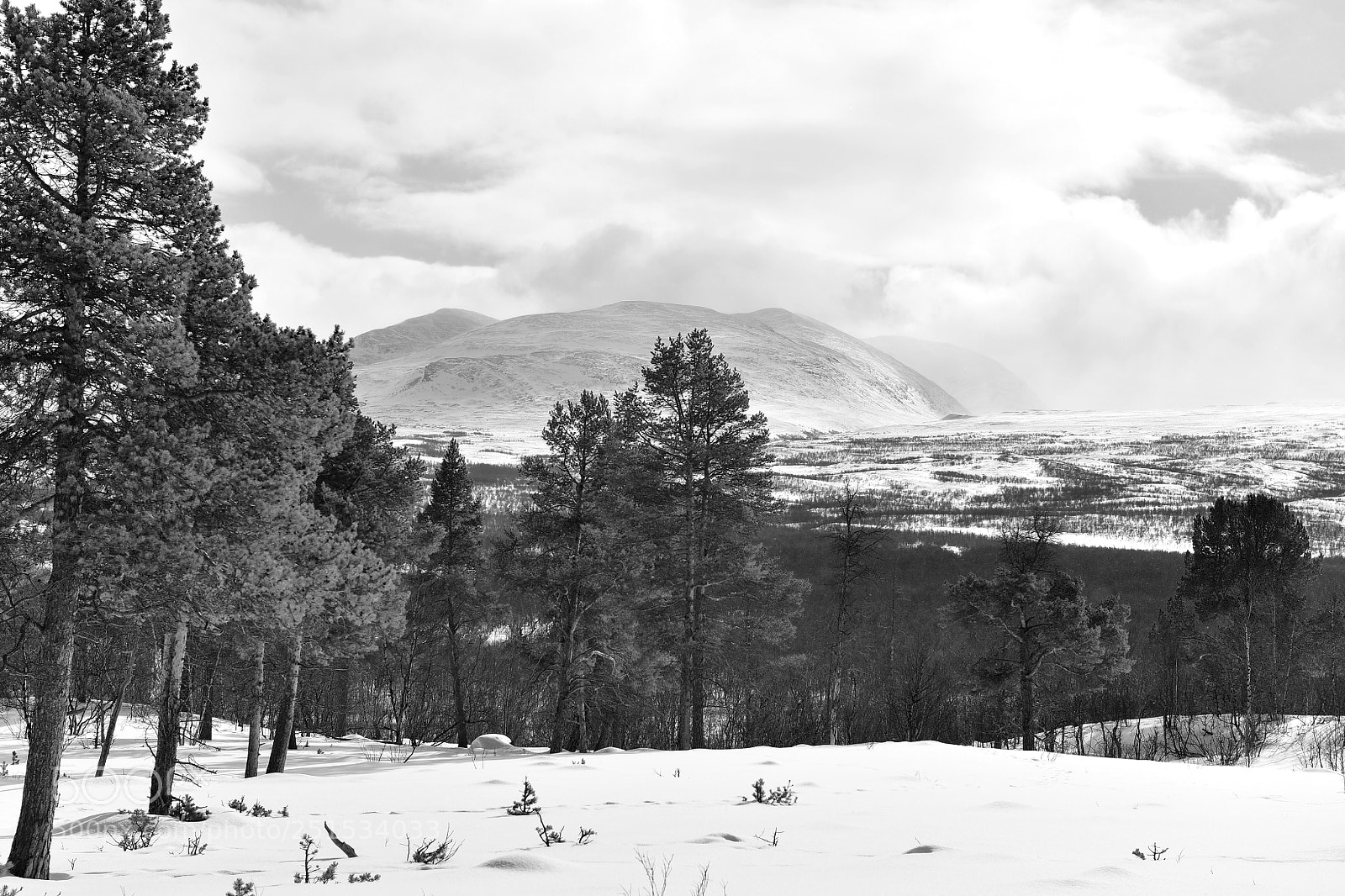 Nikon D5 sample photo. Trees and mountains photography