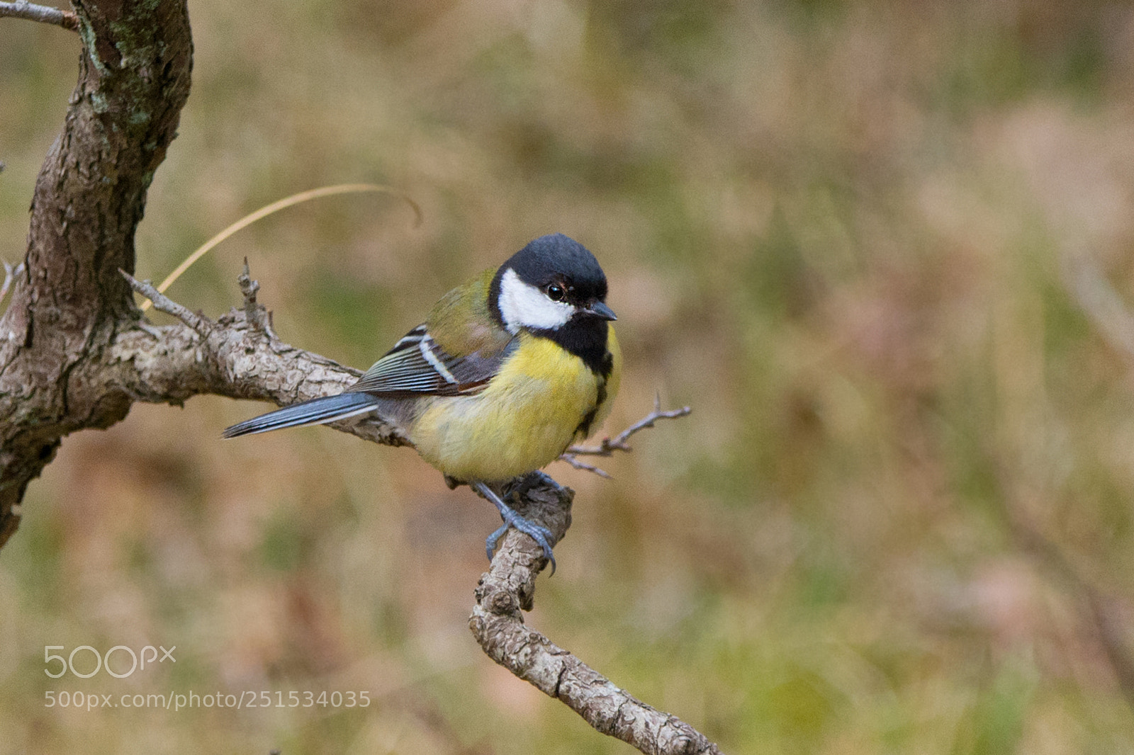 Nikon D7100 sample photo. Great tit in the photography