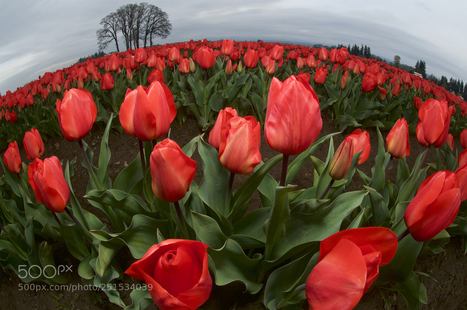 Nikon D300S sample photo. Early tulips photography