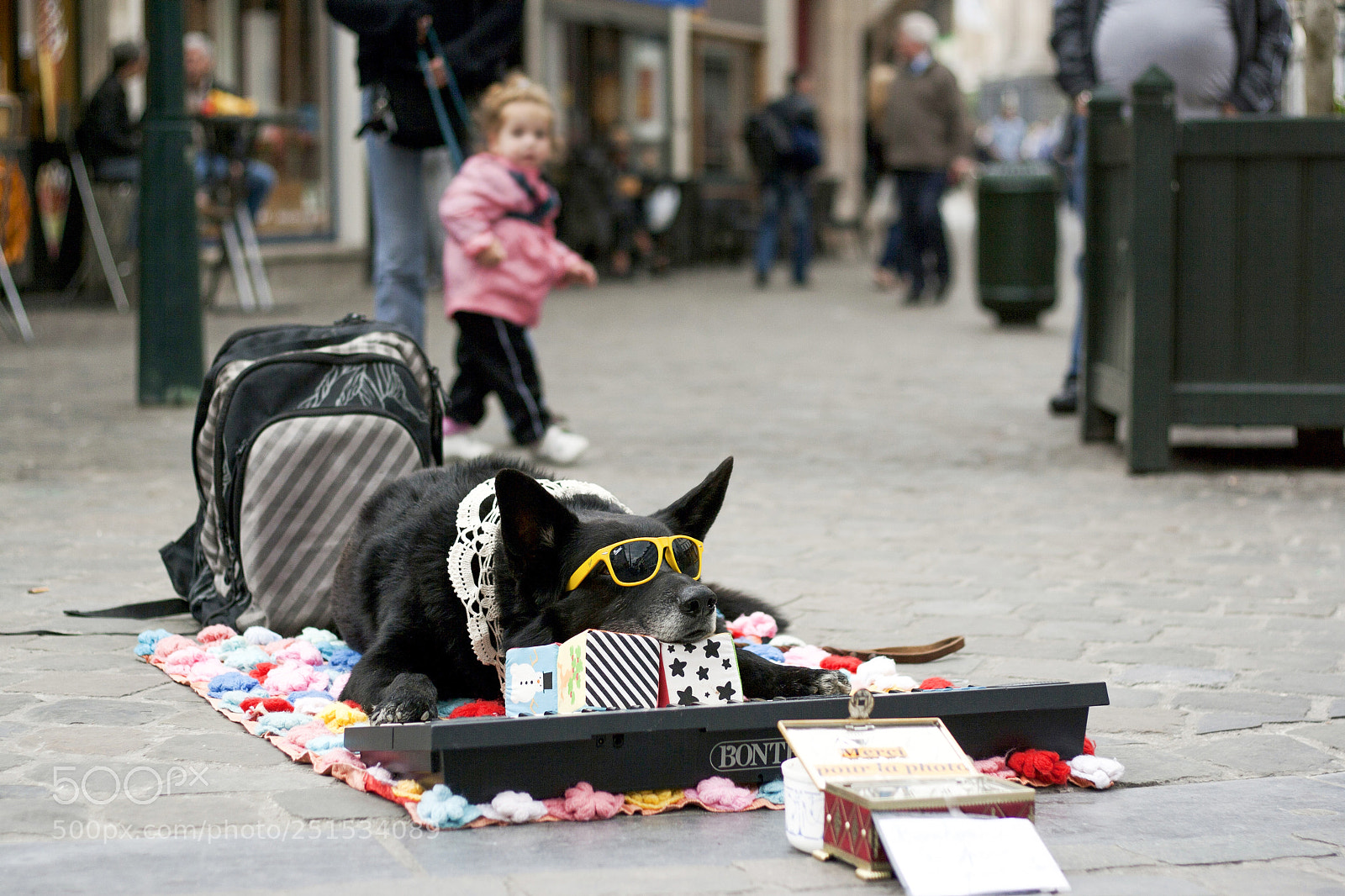 Canon EOS 1000D (EOS Digital Rebel XS / EOS Kiss F) sample photo. Cool dog photography