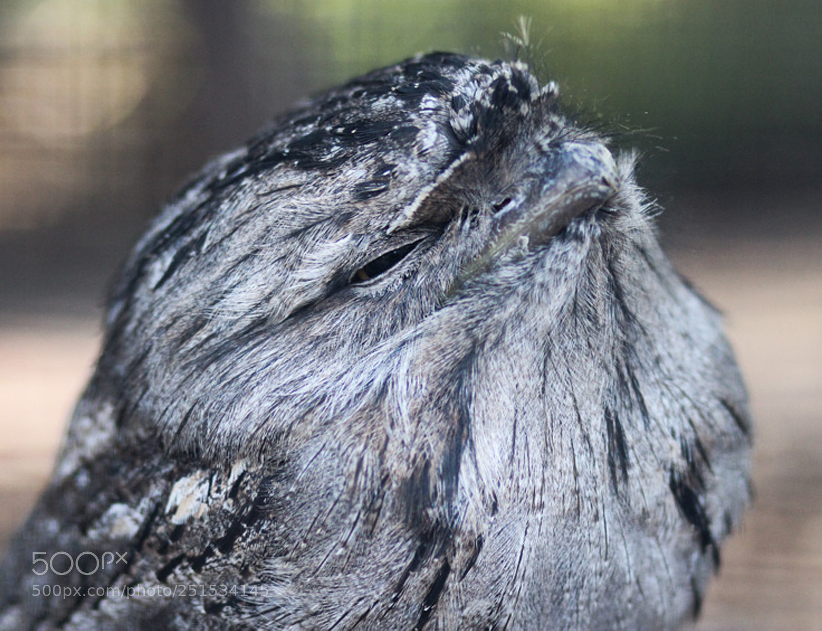 Canon EOS 600D (Rebel EOS T3i / EOS Kiss X5) sample photo. Proud tawny frogmouth owl photography
