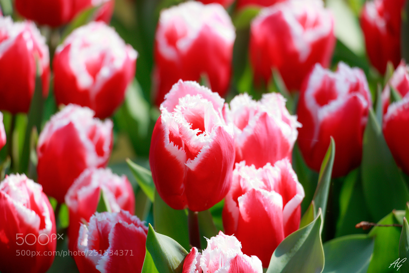 Canon EOS 750D (EOS Rebel T6i / EOS Kiss X8i) sample photo. Flower photography