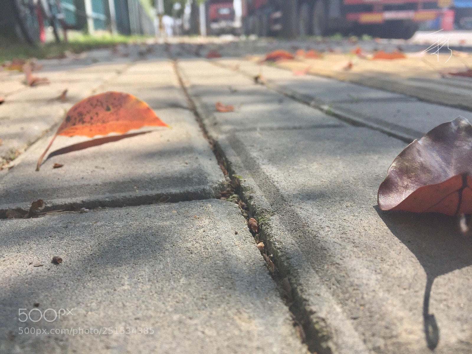 Apple iPhone 6 sample photo. 落叶 photography