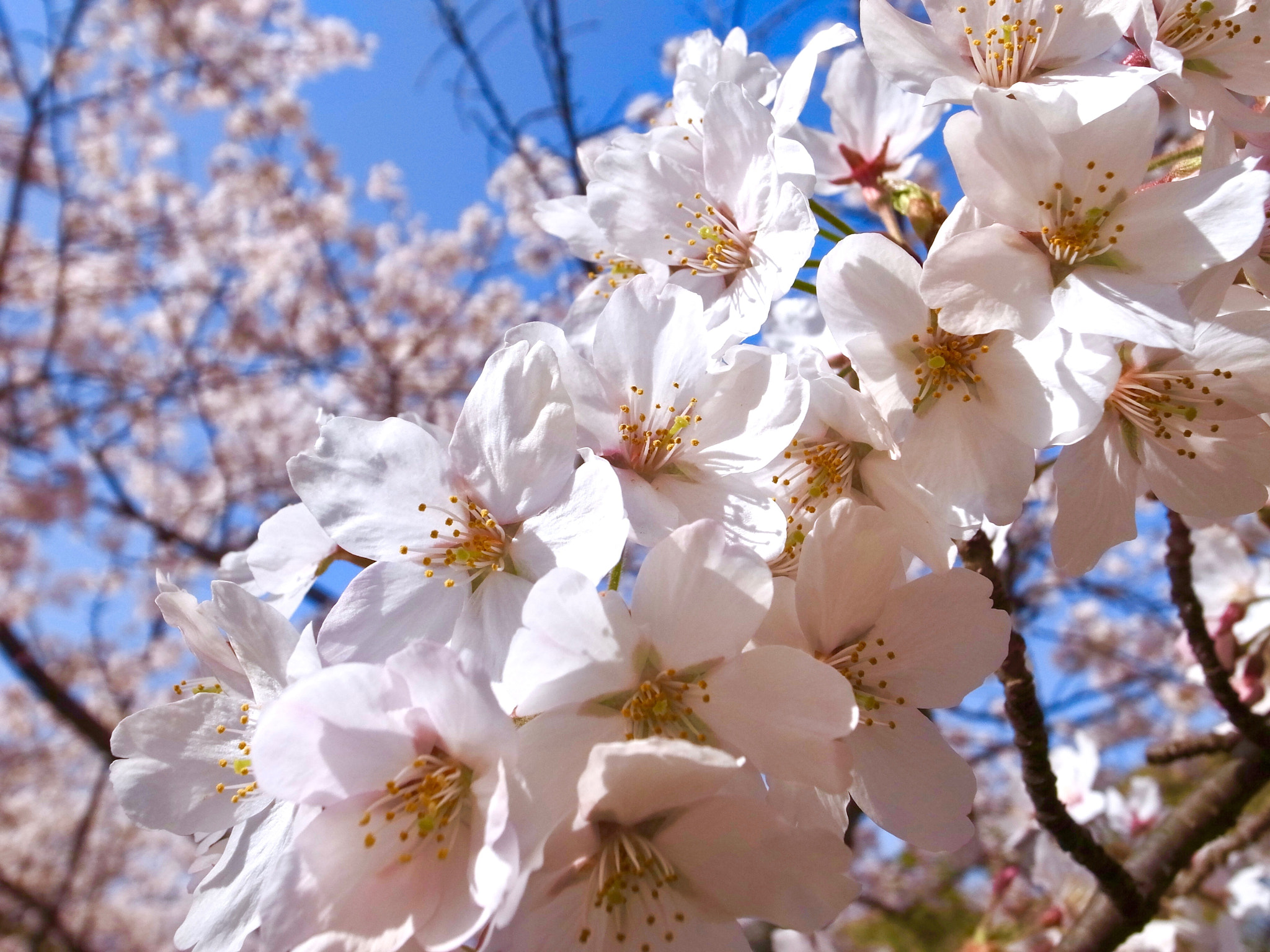 Ricoh GR DIGITAL 4 sample photo. Sakura2018 photography