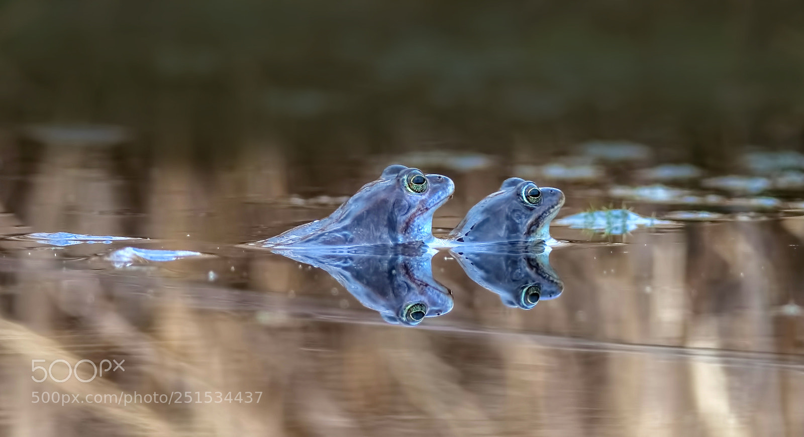 Olympus OM-D E-M1 sample photo. Moor frogs, photography