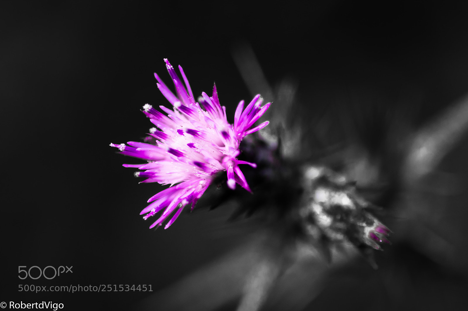 Canon EOS 77D (EOS 9000D / EOS 770D) sample photo. Thistle flower photography