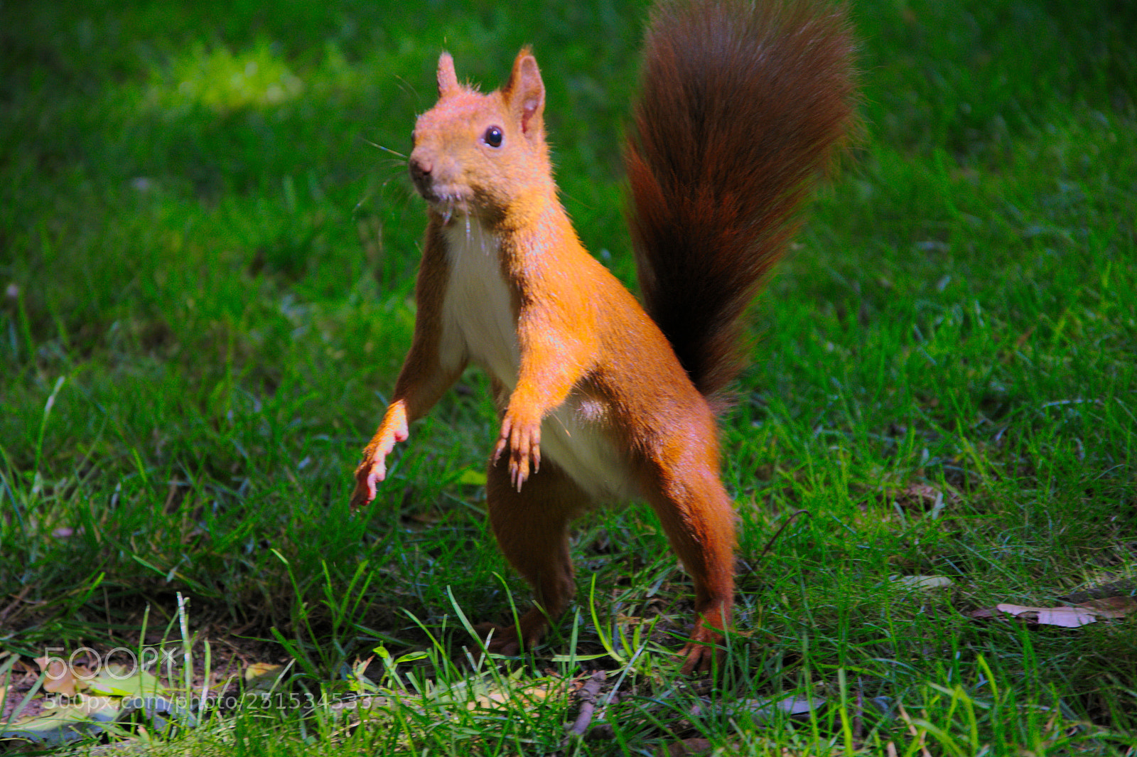 Nikon D5200 sample photo. Squirell photography