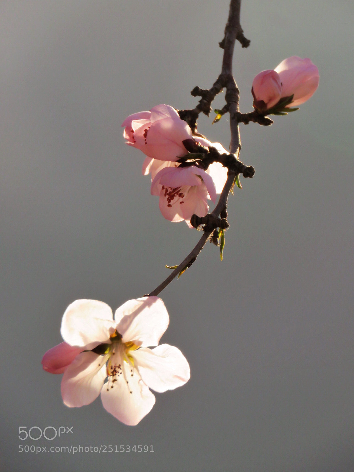 Canon PowerShot SX60 HS sample photo. Untitled photography