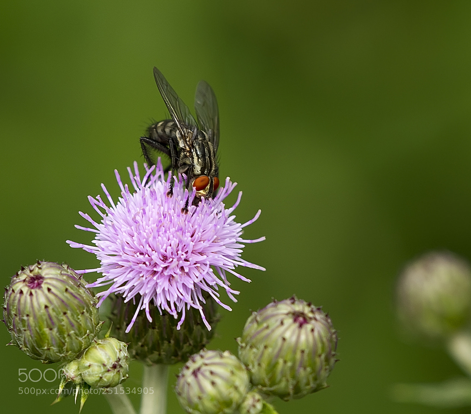 Canon EOS 7D sample photo. La mouche verte photography