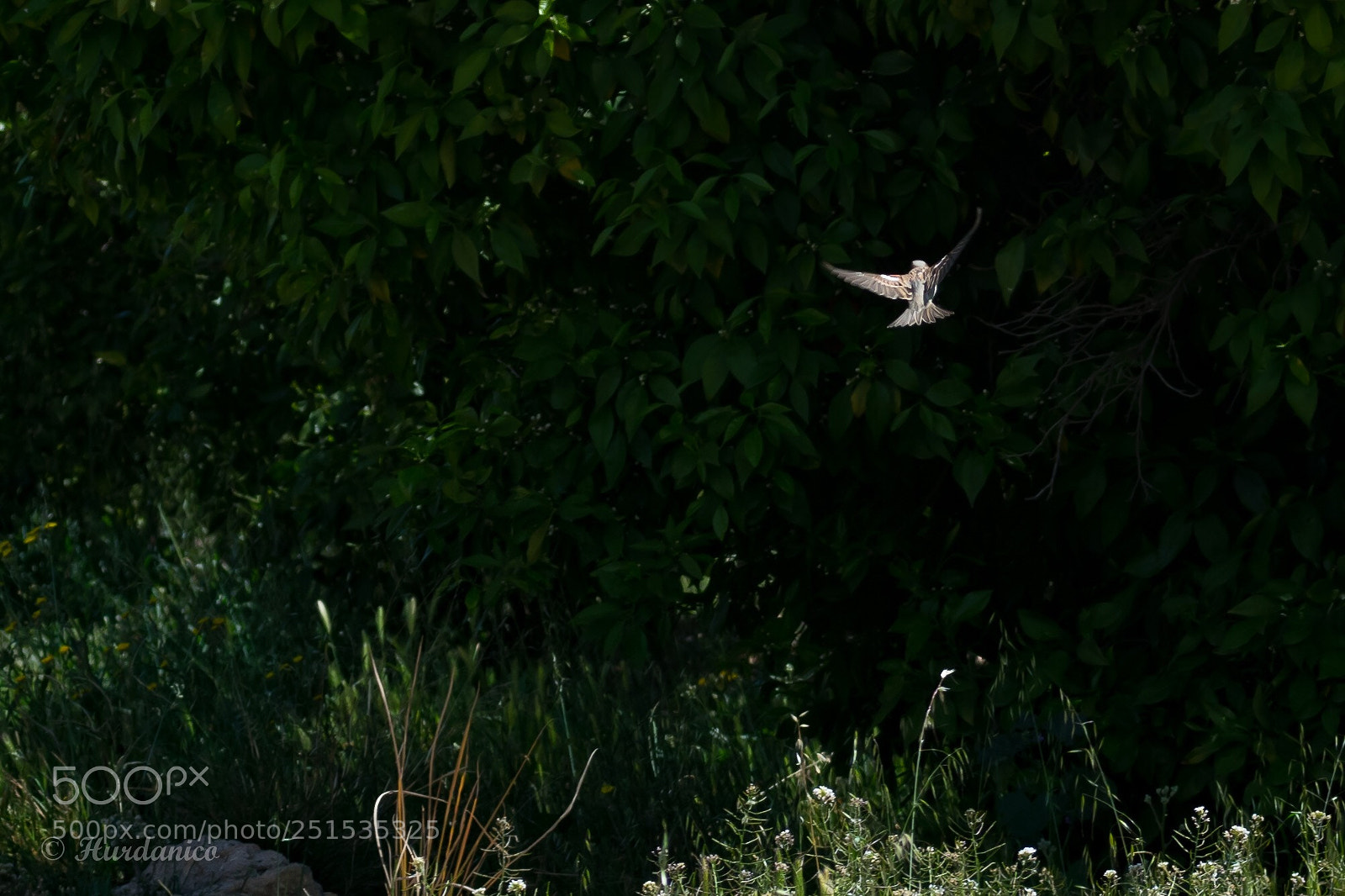 Nikon D5300 sample photo. Bird of light photography