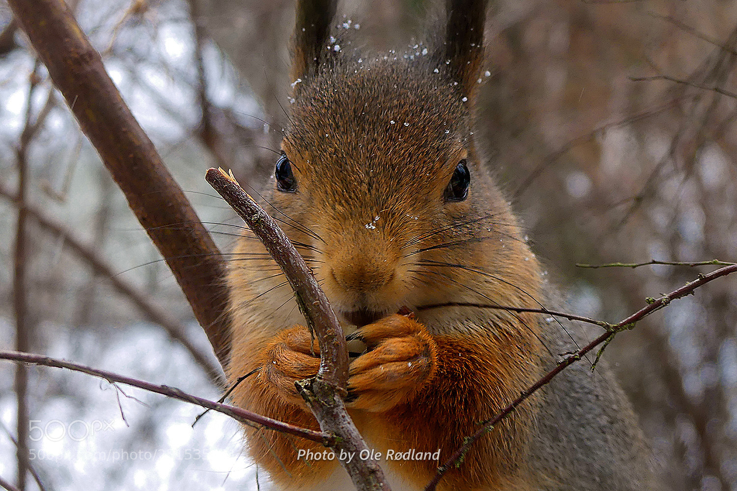 Panasonic Lumix DMC-FZ300 sample photo. Curious squirrel photography