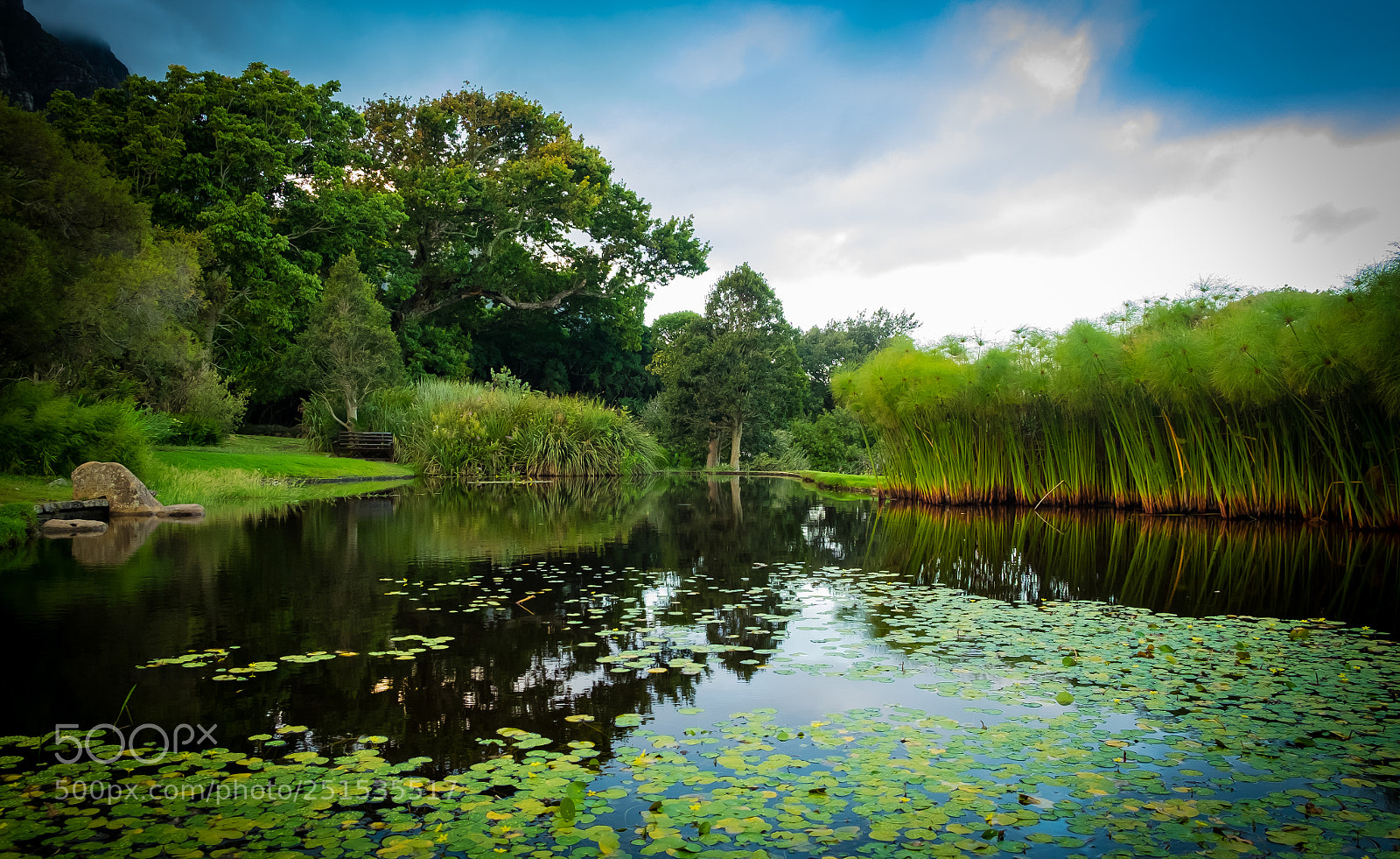 Fujifilm X-T10 sample photo. Kirstenbosch, western cape, south photography