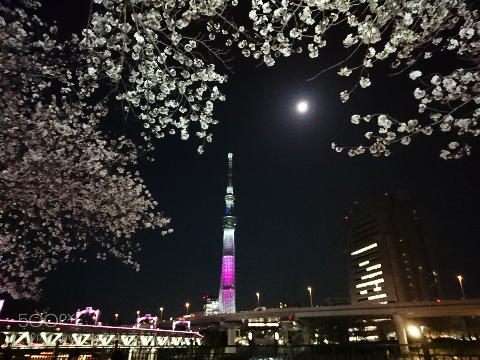 Sony Xperia XZ sample photo. お花見 photography