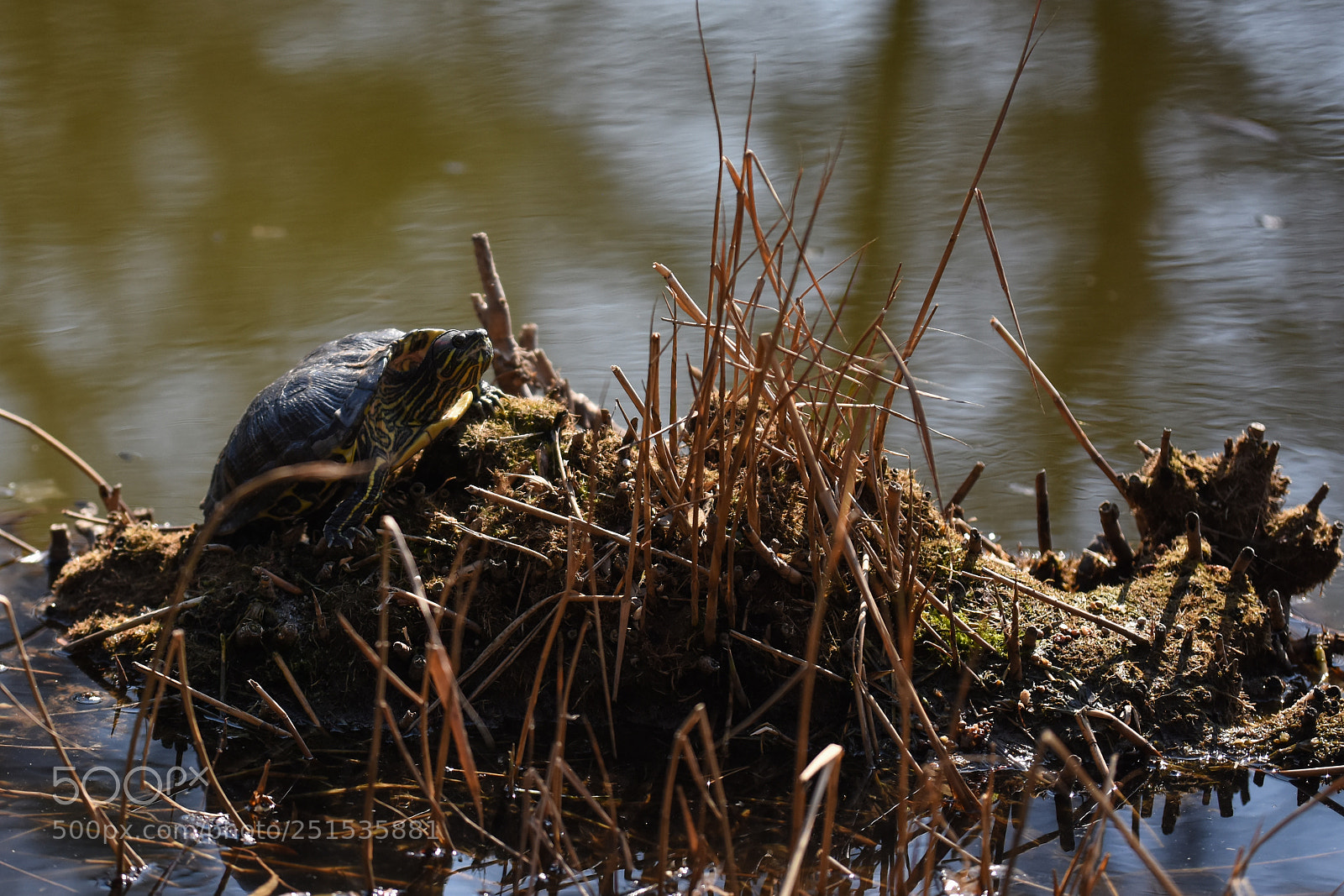 Nikon D7200 sample photo. Turtle photography