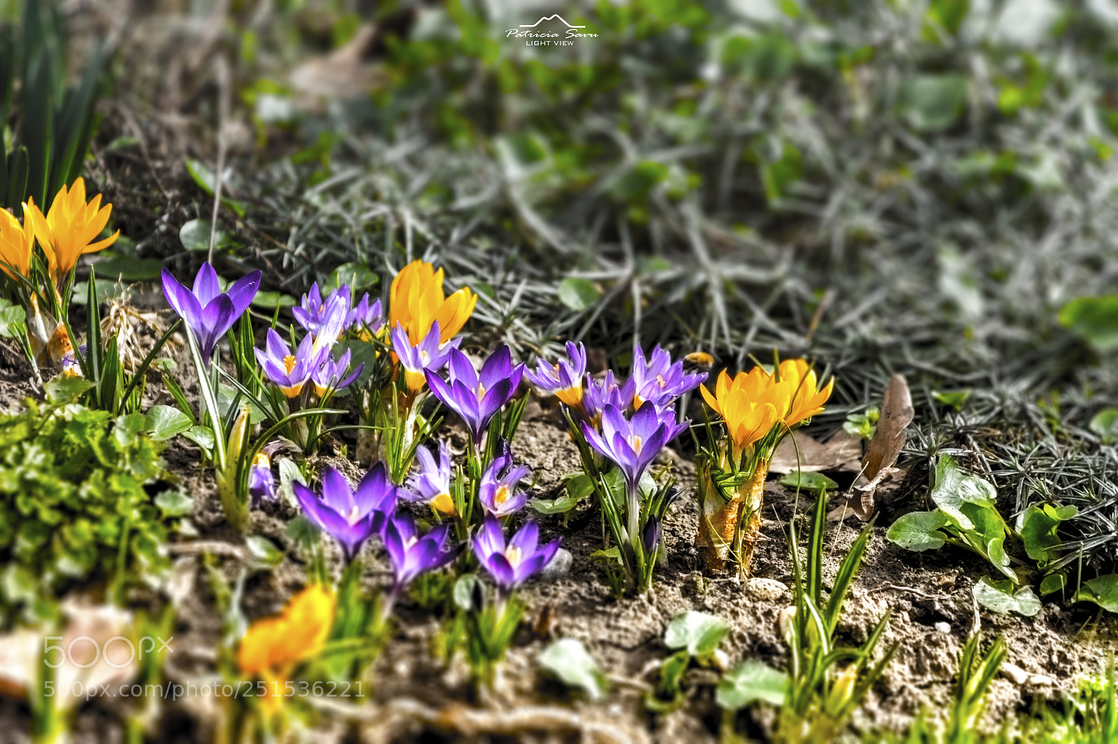 Nikon D7200 sample photo. Flowers! photography