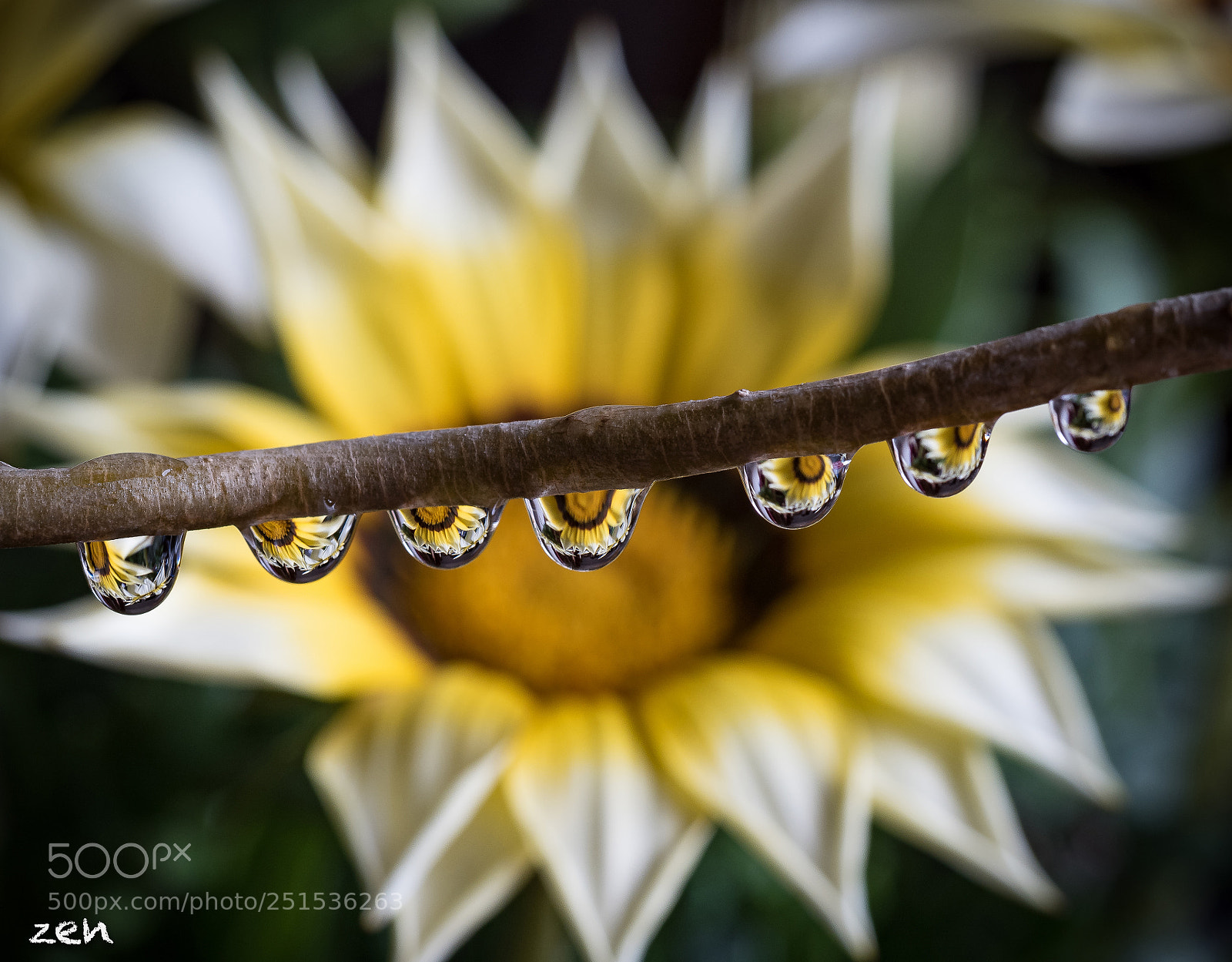 Olympus OM-D E-M5 II sample photo. Drops of flowers photography