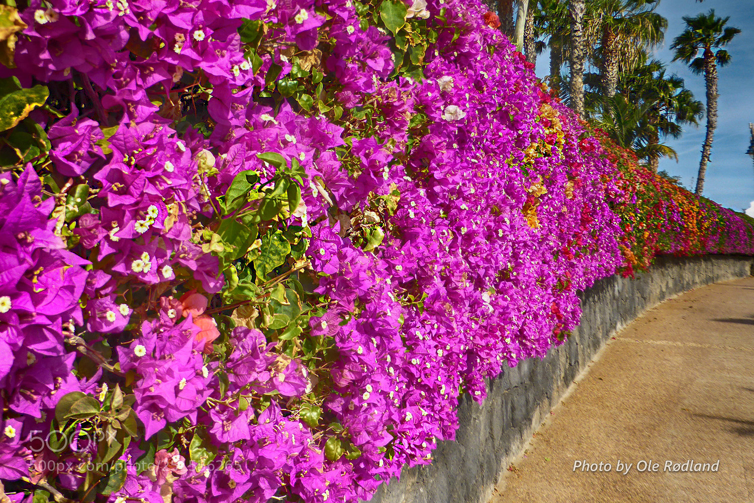 Panasonic Lumix DMC-ZS30 (Lumix DMC-TZ40) sample photo. Bougainvillea photography