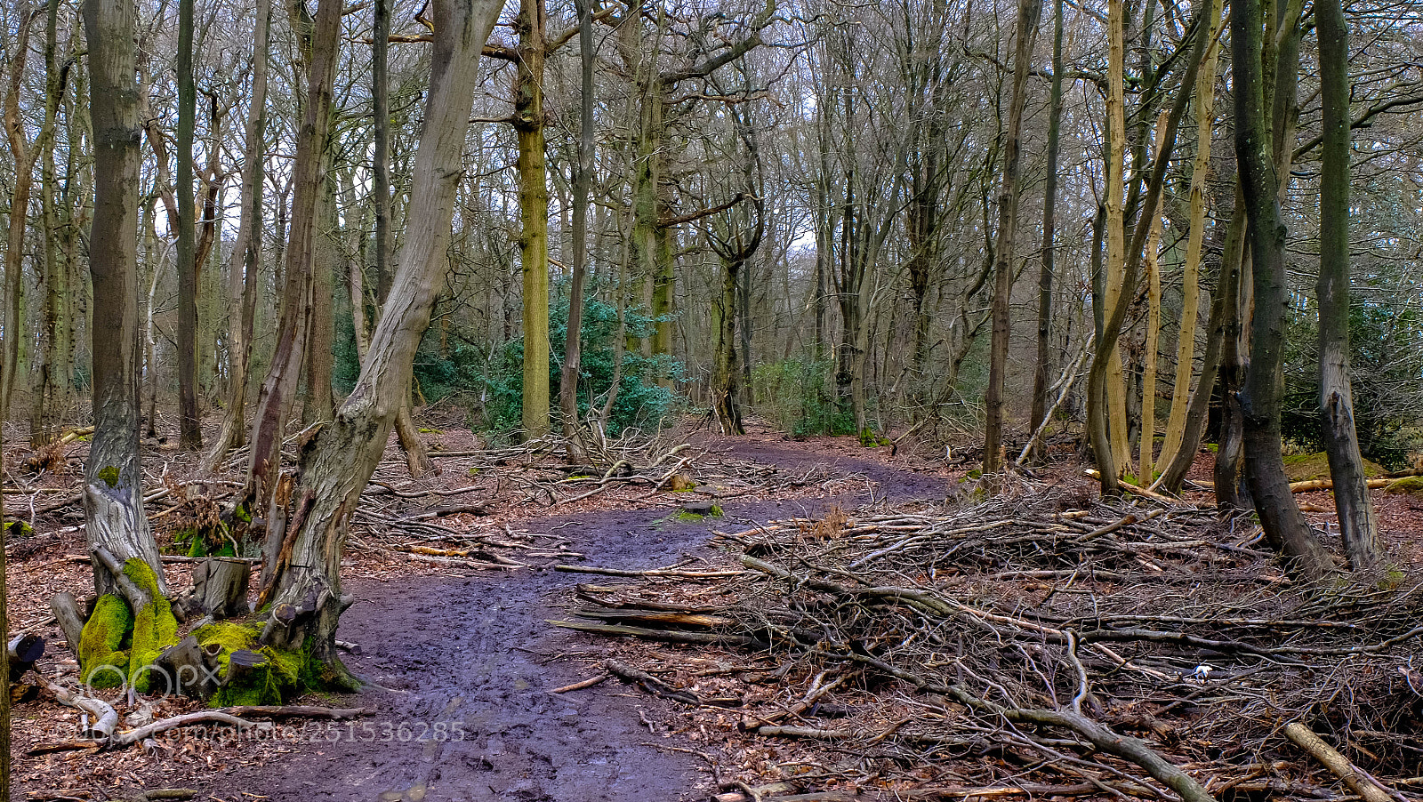 Fujifilm X-T10 sample photo. Forest path photography