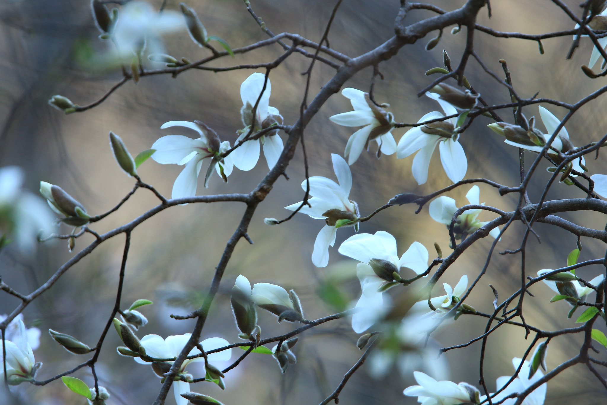 Canon EOS 7D Mark II + Canon EF 400mm F2.8L IS USM sample photo. Kobushi magnolia コブシ photography