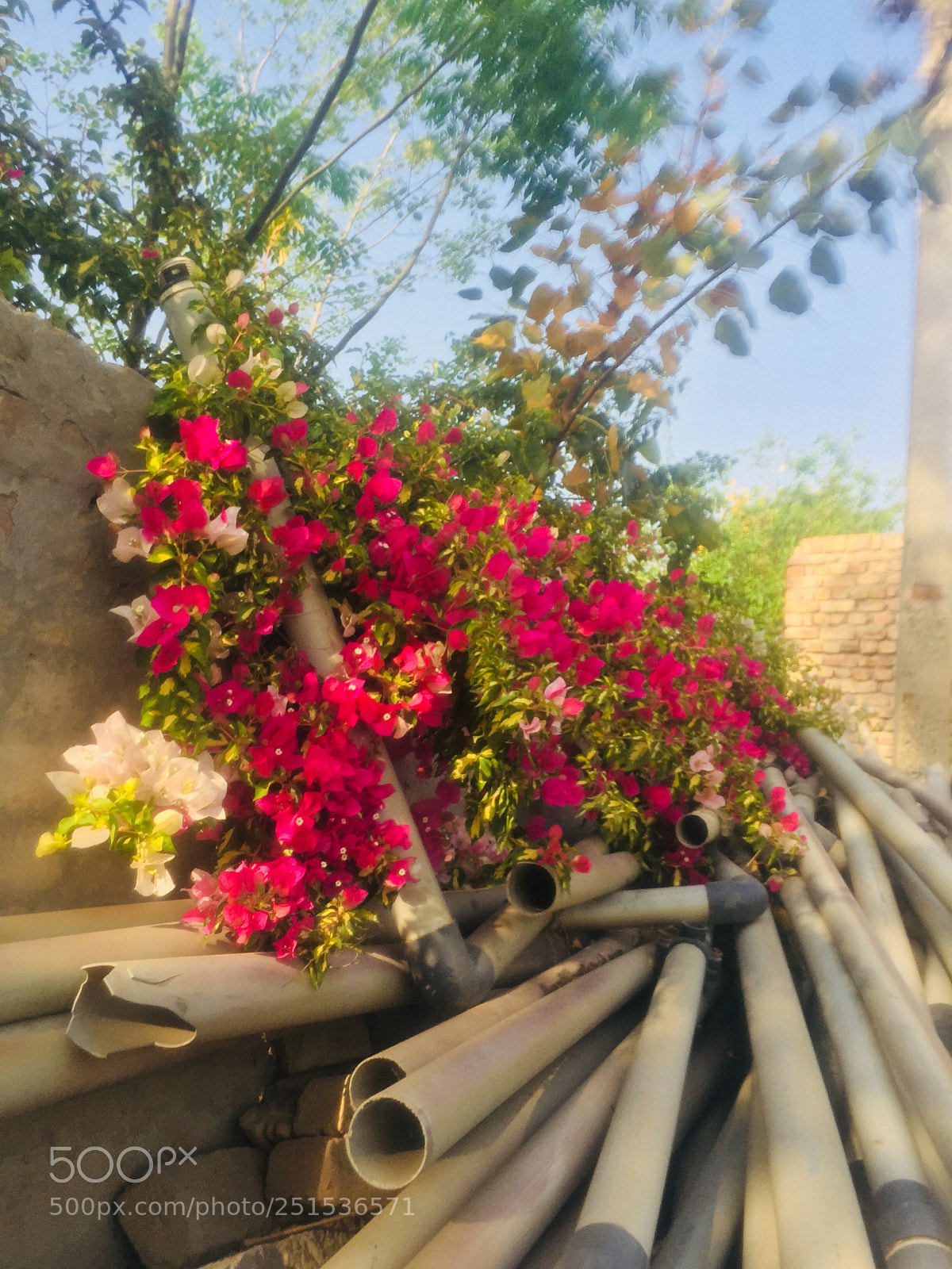 Apple iPhone 6 sample photo. Untitled photography